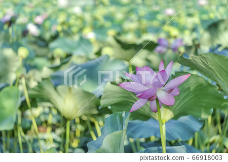 Lotus Flower, Summer Flower Lotus Flower, Summer Flower 66918003