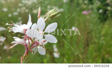 White flower White flower 66918208