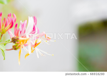 Honeysuckle 66918280