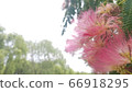 Flower 66918295