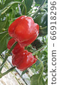 red, painted, english: green 66918296