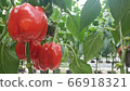 plastic house, gathering, harvest 66918321