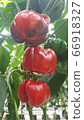 fruit, fruits, results 66918327