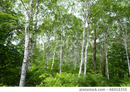 White birch 1 White birch 1 66918350