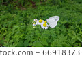 butterfly 66918373