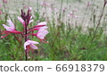 Flower 66918379