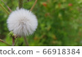 Dandelion flower seeds 66918384