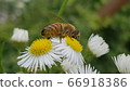 bee 66918386