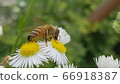 bee 66918387