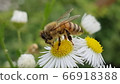 bee 66918388