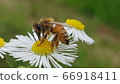 bee 66918411