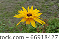 Yellow flower 66918427