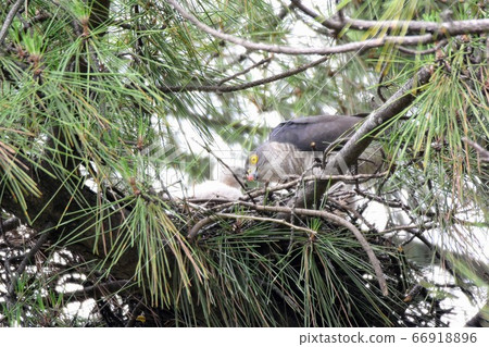 Tsumi chick and parent bird female 66918896