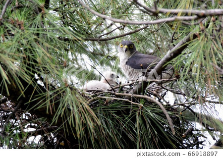 Tsumi chick and parent bird female 66918897