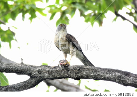 Female female 66918898