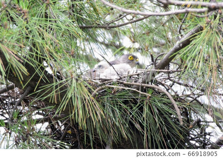 Tsumi chick and parent bird female 66918905