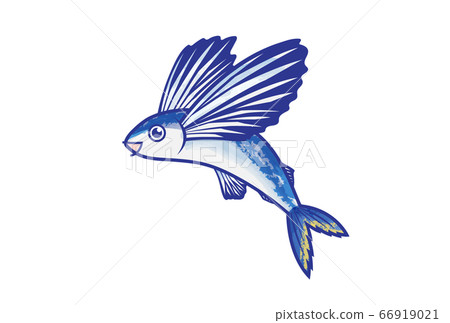 飛魚 飛魚 66919021