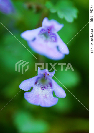 春天的野花 春天的野花 66919072