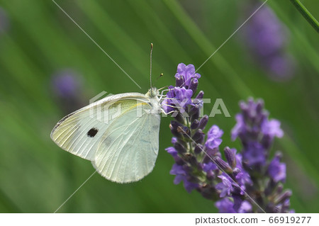 Pieris butterfly sucking lavandin nectar 66919277