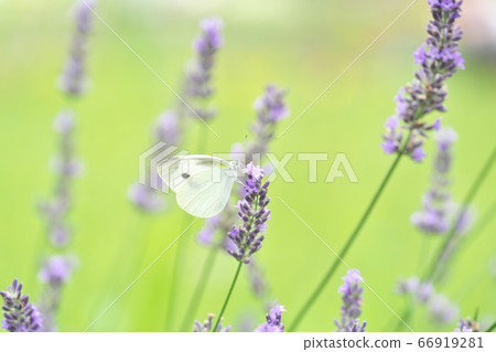 皮利斯蝴蝶吮薰衣草花蜜 66919281