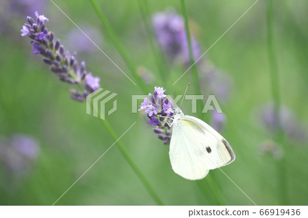 皮利斯蝴蝶吮薰衣草花蜜 66919436