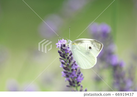 皮利斯蝴蝶吮薰衣草花蜜 皮利斯蝴蝶吮薰衣草花蜜 66919437