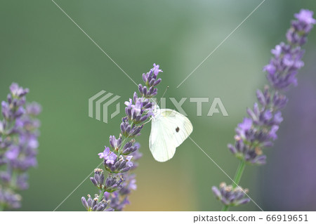 Pieris butterfly sucking lavandin nectar Pieris butterfly sucking lavandin nectar 66919651