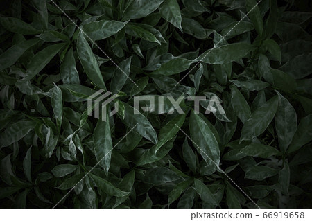 Green leaves texture background Nature wallpaper 66919658