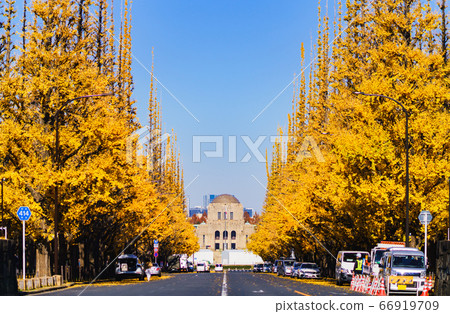 Tourist attraction in Tokyo: Ginkgo Trees in Autumn Shrine [Tokyo] [photographed in 2019] 66919709