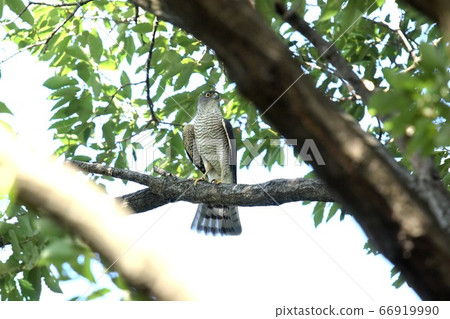 Female female 66919990