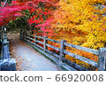 Autumn leaves 66920008