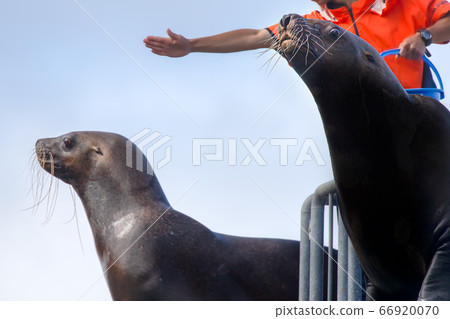 Todo Otaru Aquarium Todo Show Otaru, Hokkaido 66920070