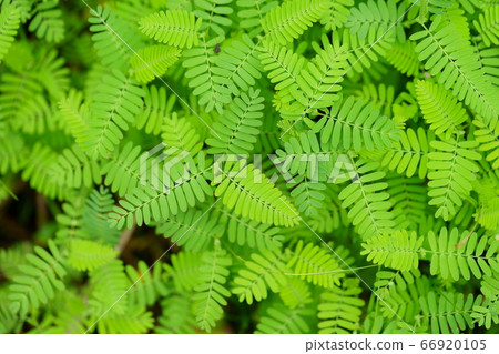 Kawaretsu Tsumei Crowding-13 66920105