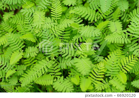 Fresh green Kawaraketsumei-3 Fresh green Kawaraketsumei-3 66920120