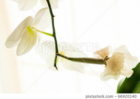 Image of seeds of Phalaenopsis after pollination [Image of ovary swelling after pollination] 66920140