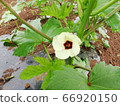 黃秋葵的白花盛開在外地 66920150