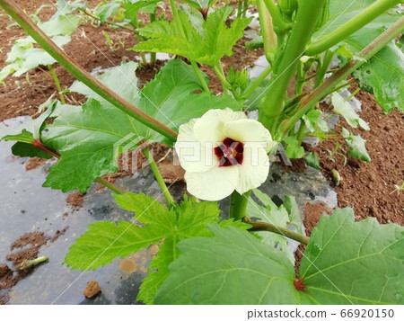 黃秋葵的白花盛開在外地 66920150