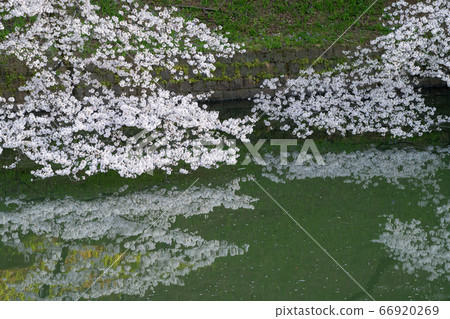 Chidorigafuchi的櫻花 Chidorigafuchi的櫻花 66920269