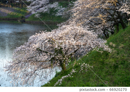 Chidorigafuchi的櫻花 Chidorigafuchi的櫻花 66920270