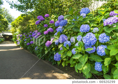 繡球花① 66920299