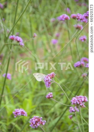 Early summer awaji flower sardines (Sanku verbena and Monbaku butterflies) (Awaji City, Hyogo Prefecture) Early summer awaji flower sardines (Sanku verbena and Monbaku butterflies) (Awaji City, Hyogo Prefecture) 66920373