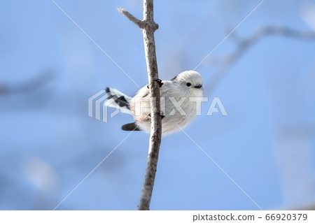 島永野鳥 66920379