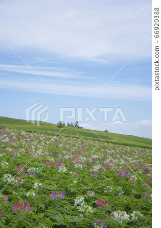 初夏的淡路Hanajiji(Cleome)(兵庫縣淡路市) 初夏的淡路Hanajiji(Cleome)(兵庫縣淡路市) 66920388