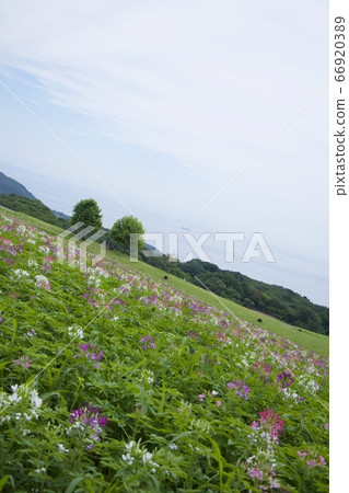 初夏的淡路Hanajiji(Cleome)(兵庫縣淡路市) 初夏的淡路Hanajiji(Cleome)(兵庫縣淡路市) 66920389