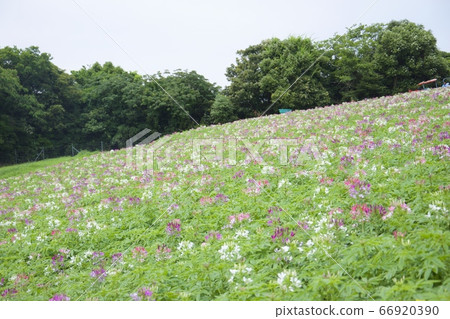 初夏的淡路Hanajiji(Cleome)(兵庫縣淡路市) 初夏的淡路Hanajiji(Cleome)(兵庫縣淡路市) 66920390