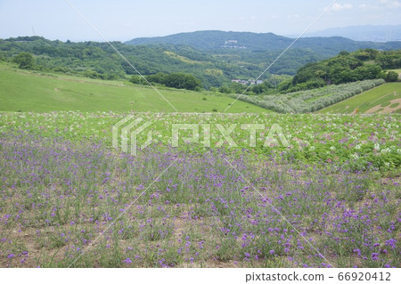 初夏淡路花花寺(Sanaku Verbena)(兵庫縣淡路市) 初夏淡路花花寺(Sanaku Verbena)(兵庫縣淡路市) 66920412
