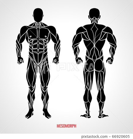Body Type Mesomorph. Front and back view. Vector illustration 66920605