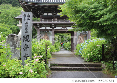 繡球花名勝觀音寺[京都] 66920784