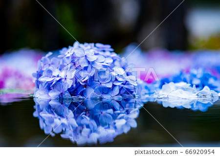 Summer flowers playing on the lake 66920954