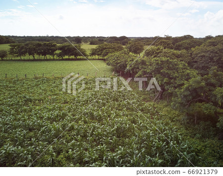 Real green fields 66921379